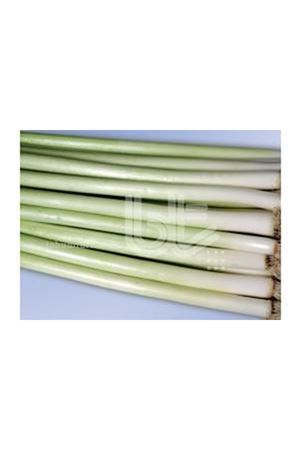 BT HOTANLI İNEGÖL TİPİ PIRASA TOHUMU