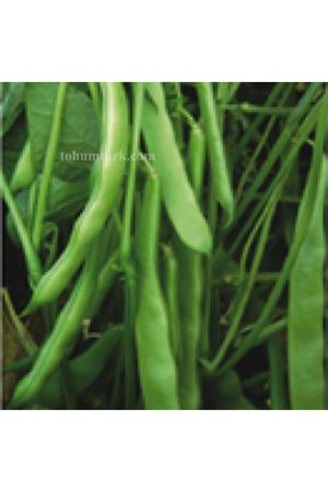 Bourgondia  Oturak Fasülye Tohumu