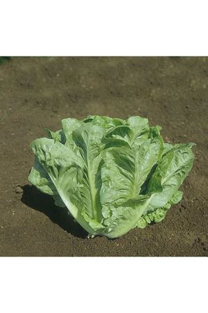 Duna Yedikule  Marul Tohumu