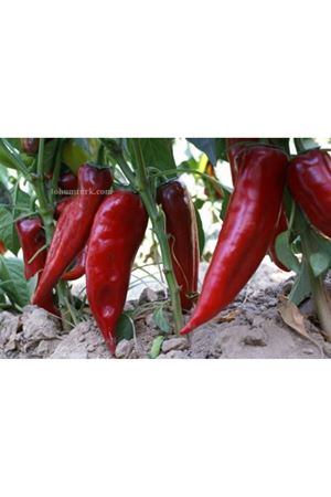 Kapello F1 Kapya Biber Tohumu