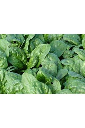 Anemon F1 Ispanak Tohumu