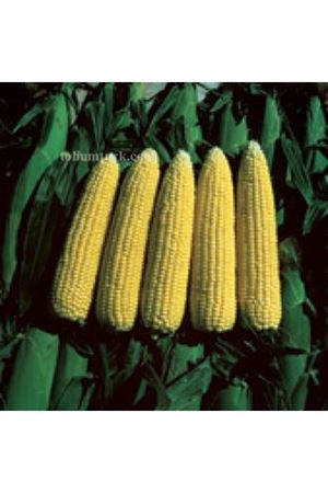 Merit F1 Tatlı Mısır Tohumu