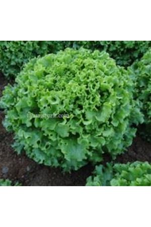 Bateira  Kıvırcık Marul Tohumu