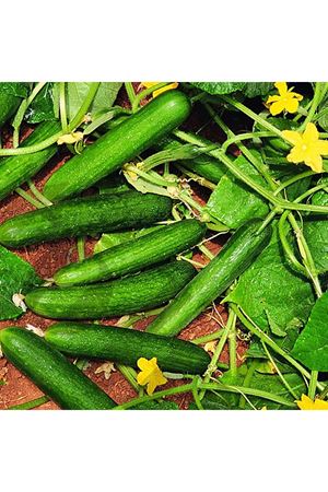 Nefer F1 Oturak Hıyar