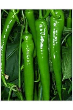 Bafra F1 Sivri Biber