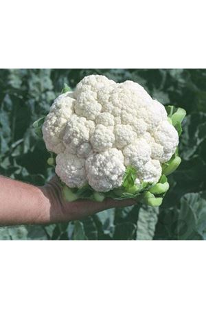 Stargate F1 Erkenci Karnıbahar Tohumu