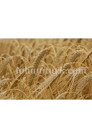 Epona 6 Sıralı Arpa Tohumu