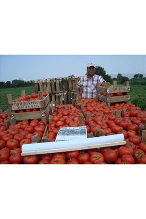 Orhun F1 Oturak Domates