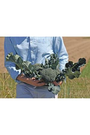 Covina F1 Brokoli Tohumu