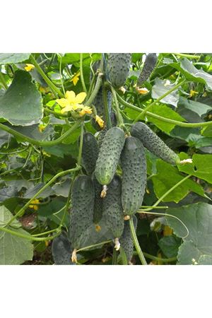 Sertel F1Turşuluk Hıyar