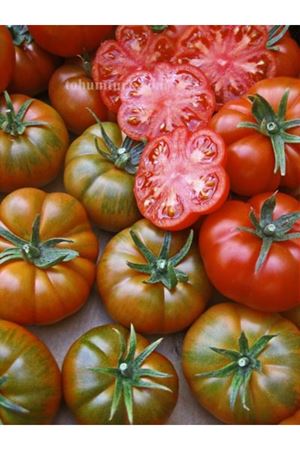 Rebelion F1 Sırık Domates Tohumu