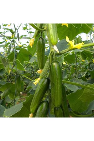 Kıtır F1 Sırık Hıyar