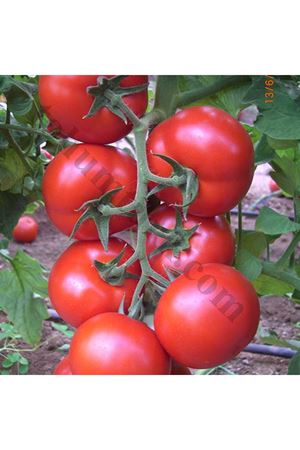 Milas F1 Tane Domates