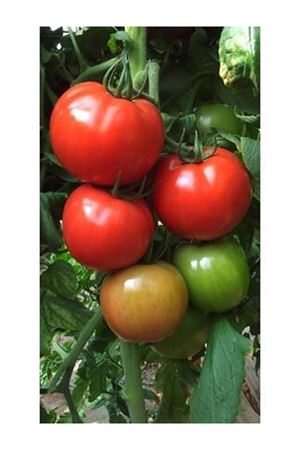 Kahraman F1 Beef Domates