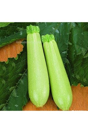 Eskenderany F1 Kabak Tohumu