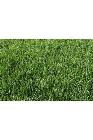 ULUSOY TOHUM POA PRATENSİS ÇİM TOHUMU