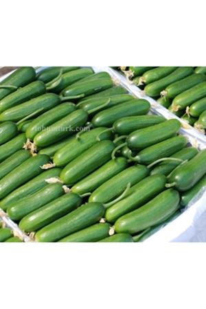 Tonaj F1 Sofralık, Çengelköy Tipi Hıyar Tohumu