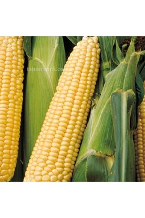 Signet F1 Tatlı Mısır Tohumu