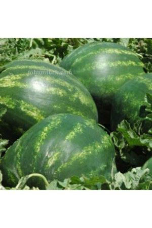 Zeugma F1 Karpuz Tohumu