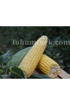 Sentinel F1 Tatlı Mısır Tohumu