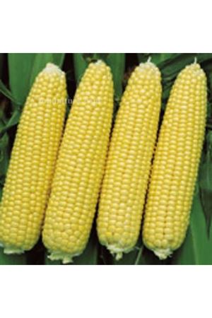 Challenger F1 Tatlı Mısır Tohumu