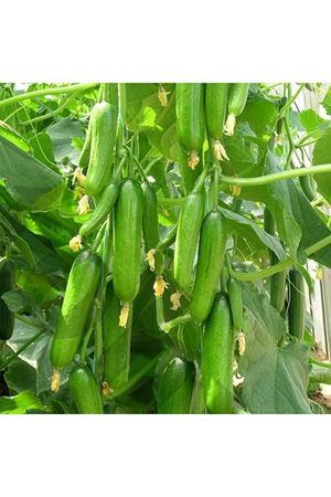 Badem F1 Sırık Hıyar