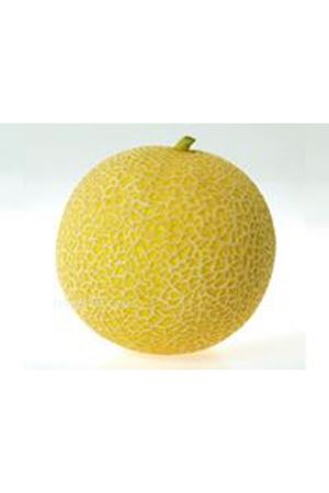 Polen F1 Galia Tipi Kavun Tohumu