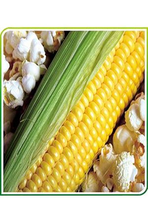 Antcin 98 F1 Cin Mısır Ambalaj : 10Kg,25 Gr