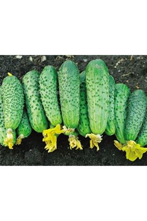 Atik F1 Turşuluk Hıyar Tohumu