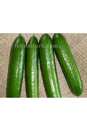 Saso F1 Oturak Hıyar Tohumu