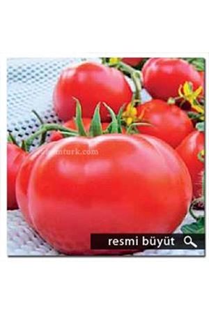 Zarafet F1 Yarı Sırık Domates Tohumu