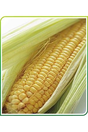 Hazar F1 Tatlı Mısır Tohumu