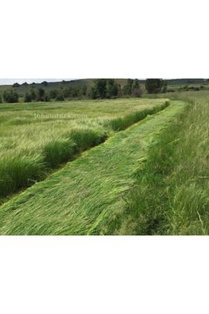 TEFF GRASS YAZLIK  OT TOHUMU