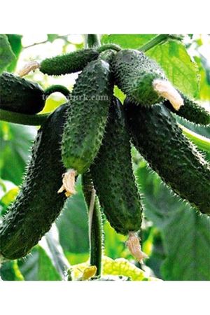 Amarok F1 Turşuluk Hıyar Tohumu