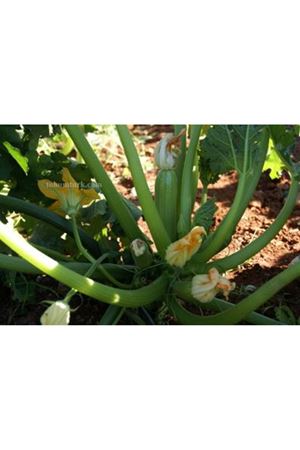 Ardendo F1 Kabak Tohumu