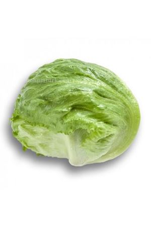 Sumarnas Rz F1 ( 45 149 ) İceberg Tohumu