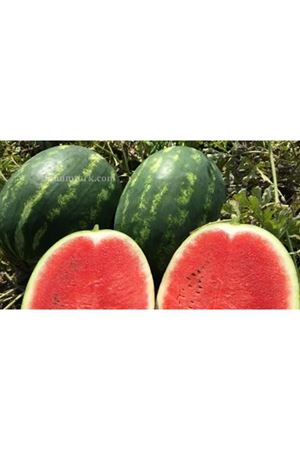İnception F1 Karpuz Tohumu