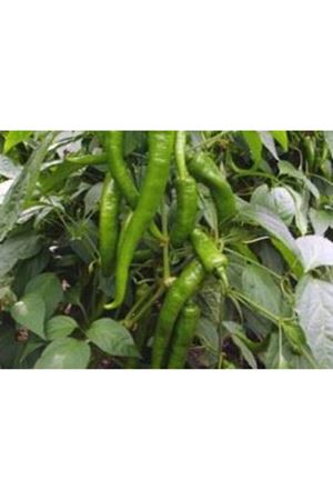 Poyraz F1 Acı Sivri Biber
