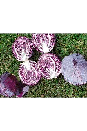 Kosaro F1 Kırmızı Lahana Tohumu
