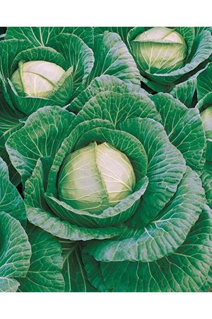 Fieldwinner F1 Sarmalık  86-90 Günlük Lahana