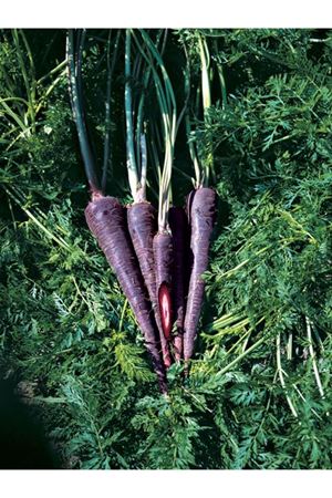 Purple Sun F1  Nantes Tipi Mor Havuç