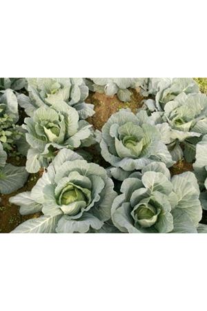 Grandslam F1 Beyaz Lahana Tohumu