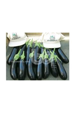 BT KARAEFE F1 PATLICAN TOHUMU