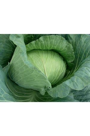 Gunma F1 Sarmalık 71-75 Günlük Lahana