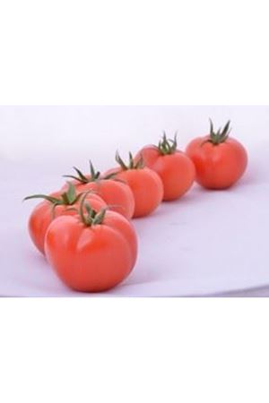 Emir F1 Domates