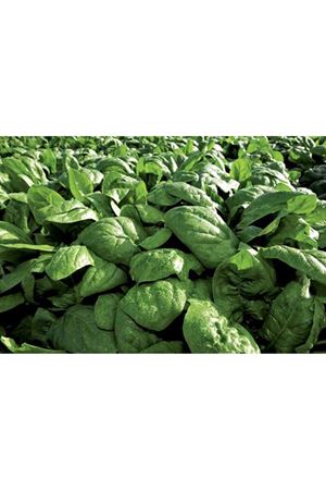 Rembrandt F1 46-48 Günlük Ispanak