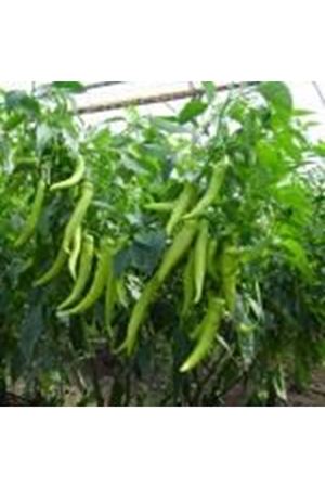 Tayfa  F1 Çarliston Biber