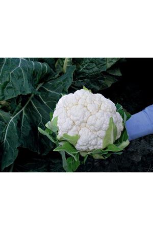 Meridot F1  120 Günlük Karnıbahar