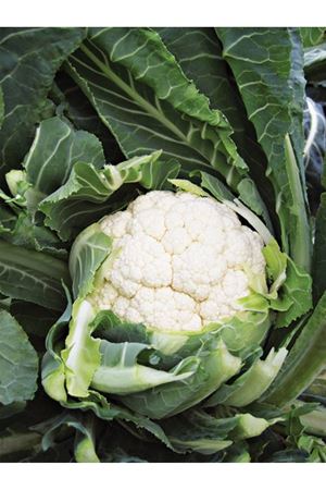 Pamplona F1  76-81 Günlük Karnıbahar