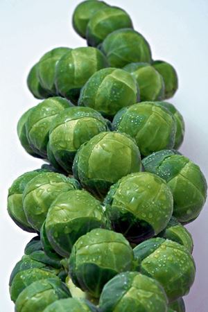 Franklin F1  120 - 125 Günlük Brüksel Lahanası